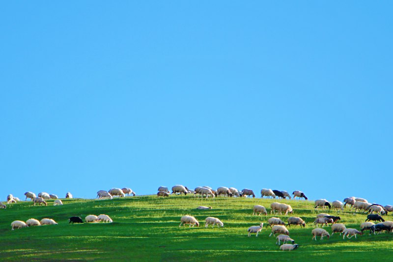 Sheep grazing on a green hillside under a blue sky.