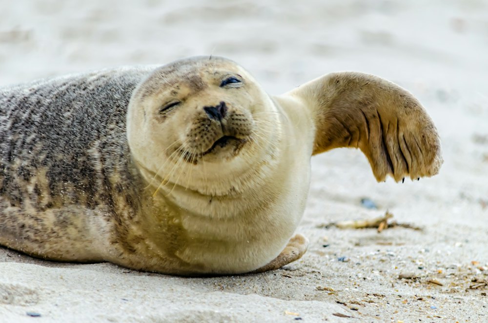 A grey seal lying on a sandy beach.